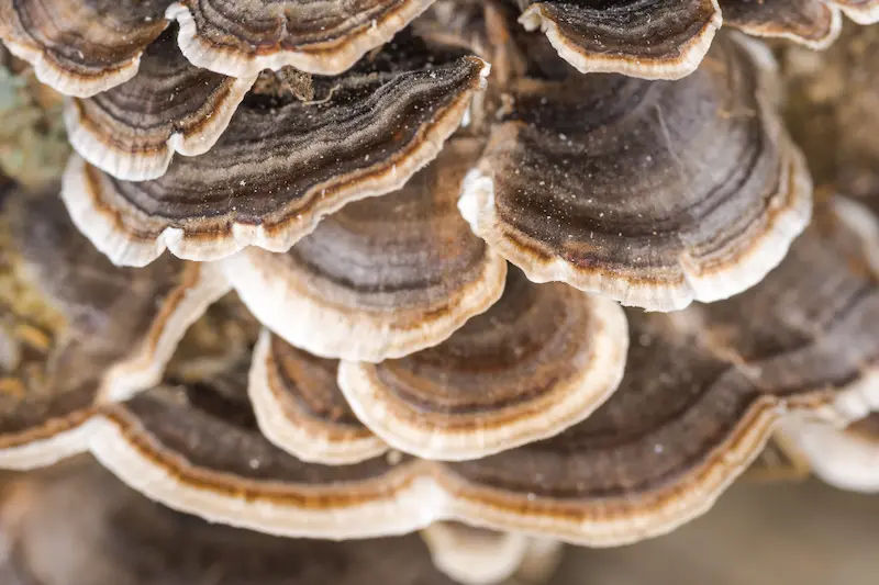 Turkey Tail Mushroom Science-Backed Health Benefits and Uses